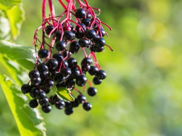 benefits of elderberry extract