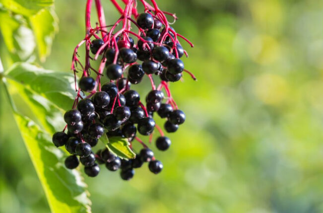 benefits of elderberry extract